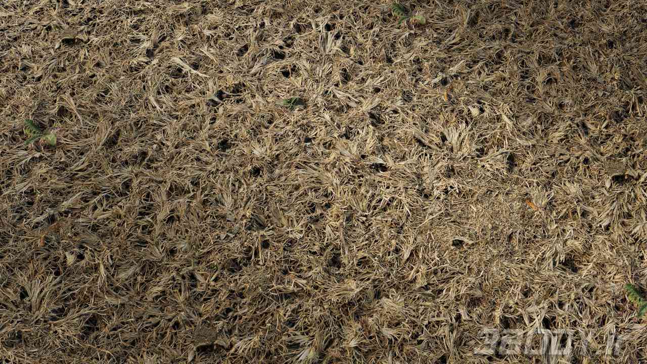 متریال چمن خشک شده dried grass عکس 1